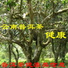 云南省农科院发掘研究低咖啡碱特异茶树种